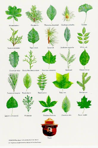 F.Y.I. Sapling Tree, Tree Leaf Identification, Types Of Leaves, Leaf Identification, Tree Pot, Tree Id, Tree Identification, Smokey The Bears, Nature Posters