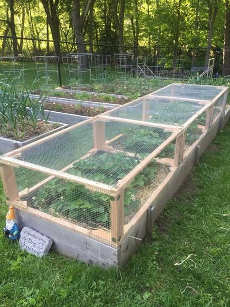 Veggie Planter Boxes, Vegetable Planter Boxes, Vegetable Garden Planters, Plantarea Legumelor, Garden Mesh, Garden Boxes Raised, Outside Plants, Garden Layout Vegetable, Garden Planter Boxes