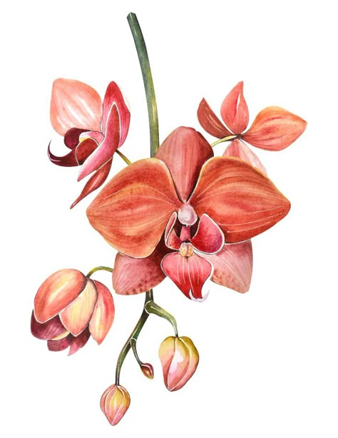 Orchid Illustration, Orchid Drawing, Orchids Painting, Botanical Flower Art, Flower Art Drawing, Watercolor Flower Art, Botanical Painting, Botanical Watercolor, Botanical Drawings