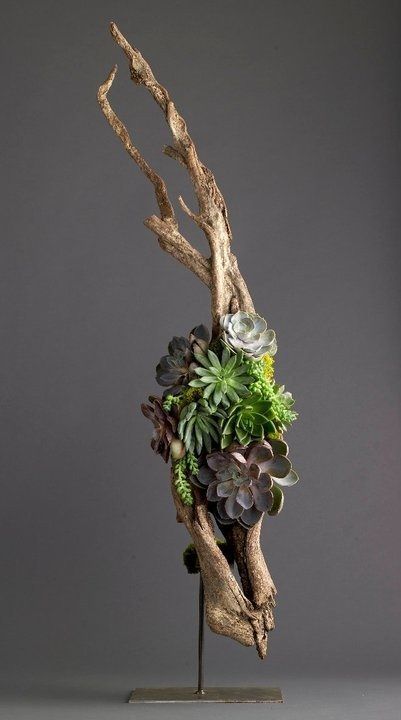 Plant Decorating with Driftwood - My Tasteful Space نباتات منزلية, Moss Terrarium, Driftwood Decor, Succulent Gardening, Driftwood Crafts, Cactus Y Suculentas, Deco Floral, Driftwood Art, Arte Floral