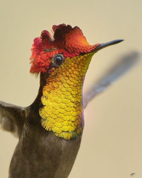 Ruby Topaz Hummingbird, Weird Birds, Hummingbird Pictures, Most Beautiful Birds, Tiny Bird, Kinds Of Birds, All Birds, Pretty Birds, Colorful Birds