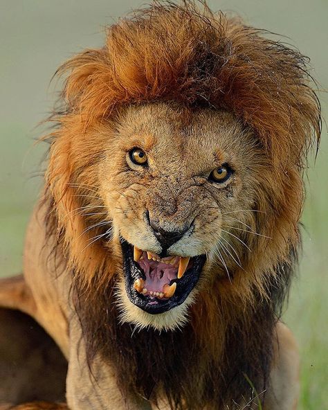 « A Lion snarls and gives me a stare whilst mating, taken on the Masai Mara Thanks for looking Brian #lion #kenya #masaimara #africa #wildlifephotography… » Lion Snarl, Brian Scott, Angry Animals, Maasai Mara, Lion And Lioness, Lion Love, Clouded Leopard, Masai Mara, Africa Safari