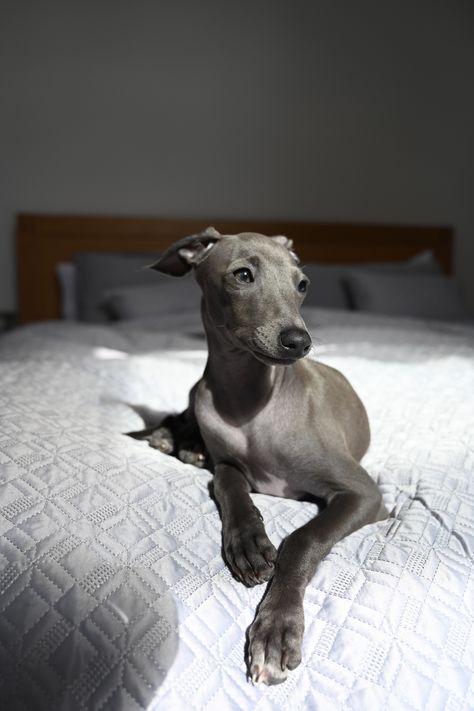 Italian Greyhound Whippet, Grey Whippet, Greyhound Aesthetic, Whippet Photography, White Italian Greyhound, Italian Greyhound Aesthetic, Long Hair Greyhound, Italian Dogs, Italian Greyhound Dog