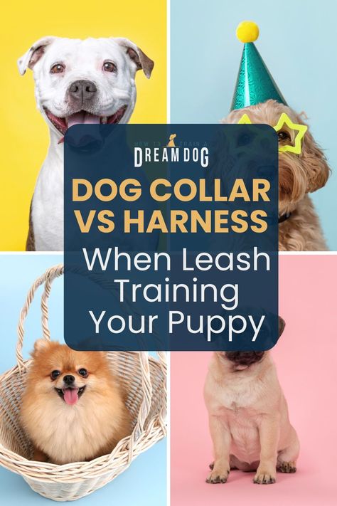 Make an informed decision between using a collar or harness for leash training your puppy. This guide explores the benefits of each, helping you choose the best option for your puppy's safety, comfort, and training progress. Learn which is right for your growing puppy today! How To Train A Puppy To Walk On A Leash, Leash Aggression Training, Training A Puppy To Walk On A Leash, Dog Shock Collar Training Tips, Puppy Training With Shock Collar, Loose Leash Walking, Training Puppy, Puppy Leash, Crate Training Puppy