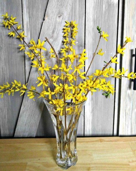 Forsythia Bush, Gardening Indoors, Rustic Home Interiors, Interior Design Rustic, Indoor Flowers, Gardening Advice, Easter Tree, Indoor Gardening, Yard Work