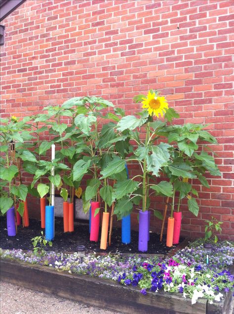 Swim noodles used for support on my husband's sunflower plants after a wind storm.  Great idea that saved his plants! Also, kept the squirrels from eating the stalks. Swim Noodles, Noodles Ideas, Pool Noodle Crafts, Planting Sunflowers, Pool Noodle, Pool Noodles, Trampolines, How To Grow Taller, Tall Plants