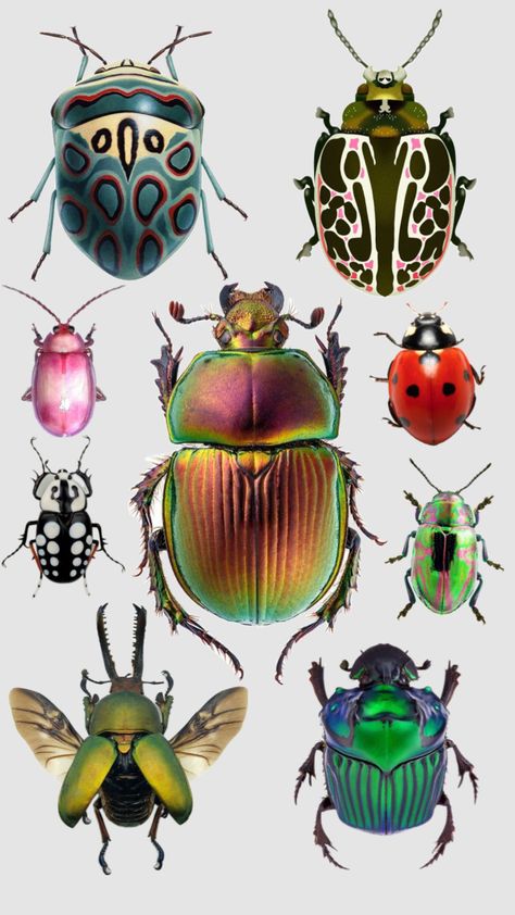 Scarab Beetle Tattoo, Beetle Tattoo, Beetle Art, Animal Spirit Guides, Cool Bugs, Bug Art, Beautiful Bugs, Insect Art, Bugs And Insects