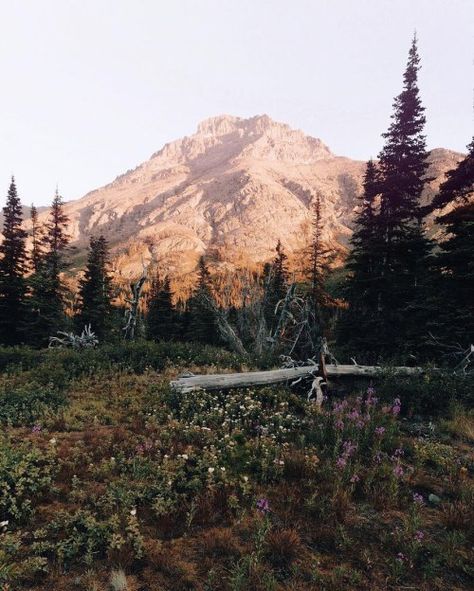 #MountScenery #Larch #Wilderness #Shrubland Nature, Temperate coniferous forest, National park, Sky - Follow #extremegentleman for more pics like this! Temperate Forest, Coniferous Forest, North By Northwest, Most Beautiful Images, Landscape Concept, World Images, August 19, Mount Rainier, Slot Online