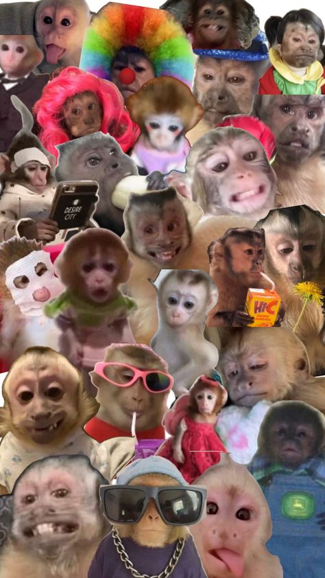 Funny Monkey Pictures, Cute Monkey Pictures, Monkey Wallpaper, Monkey Pictures, Monkeys Funny, Funny Profile, Cute Monkey, Funny Wallpaper, Baby Monkey