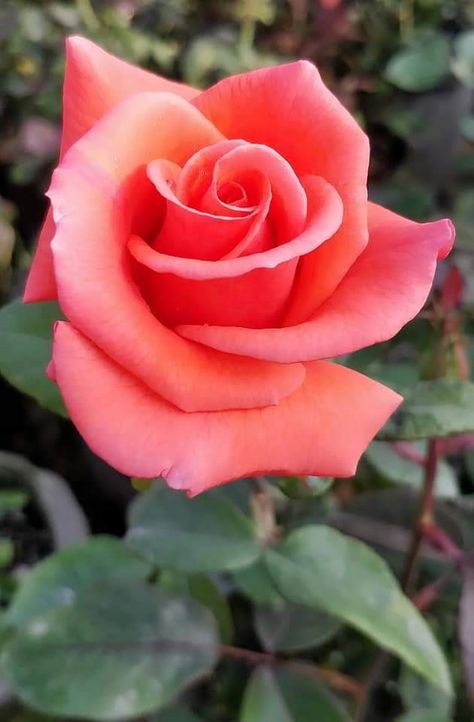 Am ti, Fy Nghariad Hardd Melys. Rwy’n dy garu di. Rwy’n gweddio eich dydd bod bendigedig. Rose Reference, Rose Flower Photos, Rose Flower Pictures, Rose Flower Wallpaper, Hybrid Tea Roses, The Secret Garden, Beautiful Flowers Wallpapers, Beautiful Rose Flowers, Rose Wallpaper