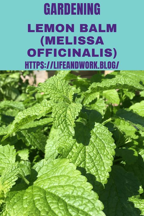 Growing Lemon Balm (Melissa officinalis)? Growing Lemon Balm, Plants To Attract Hummingbirds, Grow Lemon, Pale Yellow Flowers, Melissa Officinalis, How To Grow Lemon, Gardening Inspiration, Permaculture Gardening, Scented Sachets