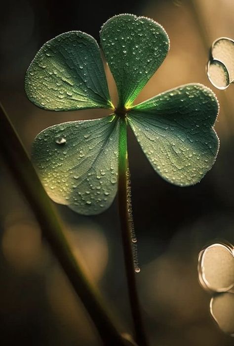 Essence of Dreams - 4-Leaf Clover. 1 in 10,000. Luck Wallpaper, Good Luck Clover, 4 Leaves, Flower Phone Wallpaper, Pretty Wallpapers Backgrounds, Four Leaf, My Photo Gallery, Cellphone Wallpaper, Leaf Clover