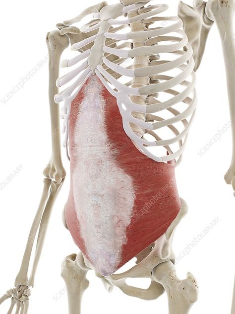 Transversus abdominis muscle, illustration - Stock Image - F029/7141 - Science Photo Library Muscle Illustration, Animal Structure, Simplified Anatomy, Muscular Anatomy, 3d Wireframe, Transversus Abdominis, Upper Abs, Anatomy Medical, Pelvic Floor Dysfunction