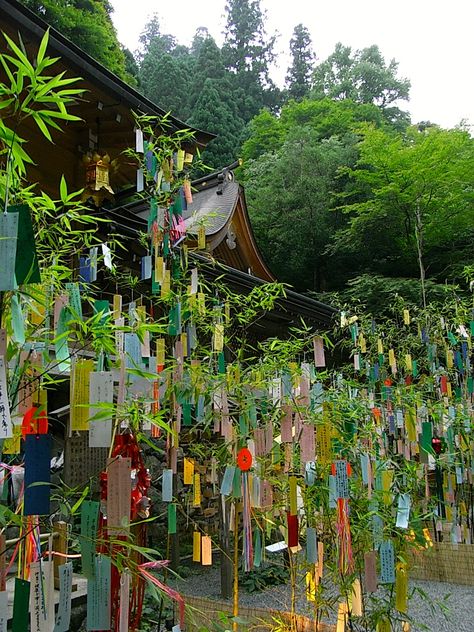 July, 7 : Tanabata (七夕, meaning “Evening of the seventh") is a Japanese star festival. People generally celebrate this day by writing wishes, sometimes in the form of poetry, on tanzaku (短冊), small pieces of paper, and hanging them on bamboo. The bamboo and decorations are often set afloat on a river or burned after the festival, around midnight or on the next day. Japanese Wishing Tree, Japanese Spring Festival, Japanese Festival Decorations, Tanabata Festival Japan, Obon Festival Japan, Japanese Summer Festival, Obon Festival, Japan Festival, Tanabata Festival