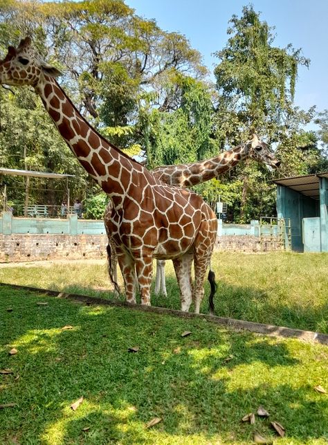 National Zoological Garden: Dehiwala, Sri Lanka Zoological Garden, Historical Monuments, Giraffes, Sri Lanka, Monument, Tourism, Around The Worlds, Quick Saves