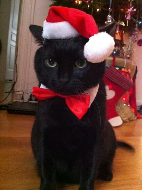 Awe ♥ Black Cat With Christmas Hat, Cat Christmas Pictures, Cat With Christmas Hat, Christmas Cat Pfp, Cat Christmas Hat, Cute Cat Pictures, Christmas Black Cat, Cute Christmas Cat, Cat Celebrating