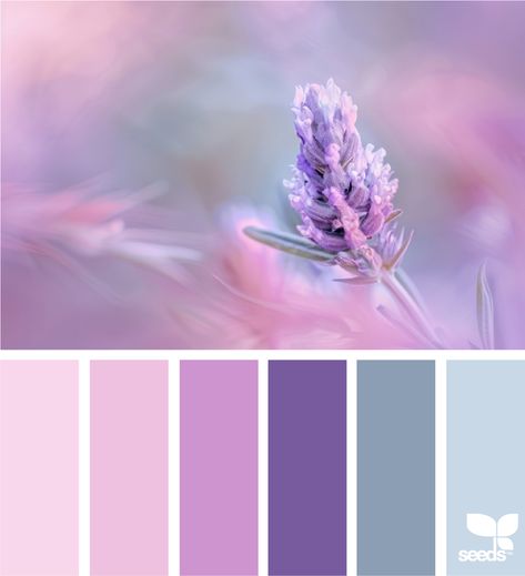 Design Seeds Lavender Color Combinations, Purple Colour Combination, Color Palette Lavender, Color Palette Purple, Inspiration Color Palettes, Nature Palette, Lavender Color Palette, Purple Color Combinations, Colour Crush