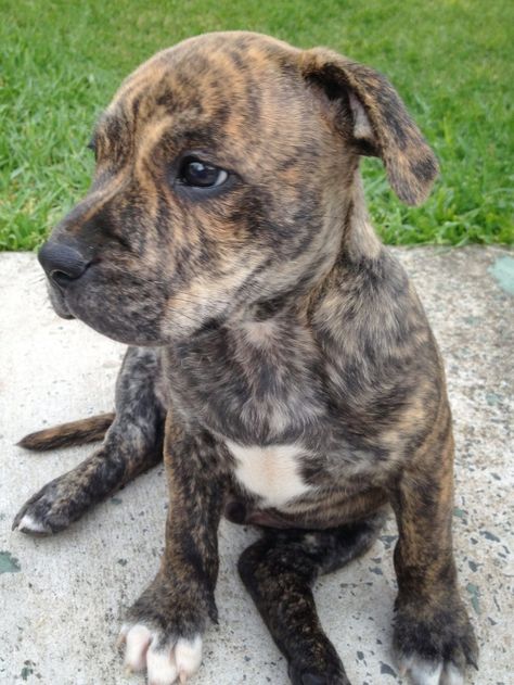 Staffie Brindle Pitbull Brindle, Brindle Staffy, Brindle Great Dane, Brindle Pitbull, Brindle Dog, Mutt Dog, Dog Mommy, Catahoula Leopard Dog