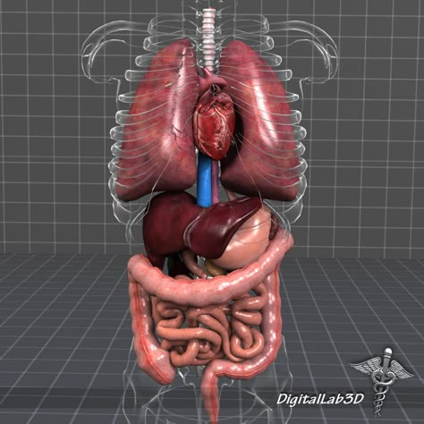 Human Internal Organs, Human Heart Anatomy, Anatomy Organs, Natural Decongestant, Human Body Organs, Bolesti Chrbta, Human Organ, Heart Anatomy, Surgical Tech