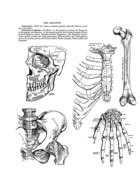 Make no bones about it, your Halloween projects are going to look awesome when you use the Anatomy Chart Cling Mounted Rubber Stamp Set by Tim Holtz for Stampers Anonymous. Included in the set are rubber stamps that can be used with an acrylic block and your favorite inks (sold separately). Anatomy Chart, Printable Wall Poster, Scrapbook Studio, Blue Fern Studios, Moon Crafts, Stamp Storage, Frantic Stamper, Canadian Art, Papertrey Ink