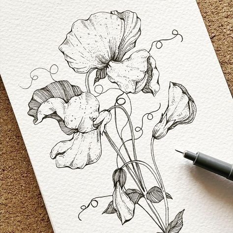 Alice on Instagram: “▫️ Sweet pea ▫️ .  The sweet pea is an April birth flower 🖤 .  Slide to see the entire entire drawing and some process steps..it was so…” Sweetpea Flower Tattoo, Pea Flower Tattoo, Bucket Drawing, Sweet Pea Tattoo, Sugar Snap Pea, Snap Pea, April Birth Flower, Botanical Line Drawing, Sweet Pea Flowers