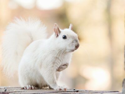 Not All White Squirrels Are Albinos - Learn Why Some Squirrels Are White Eastern Gray Squirrel, White Squirrel, Fox Squirrel, Albino Animals, Cute Wild Animals, Natural Phenomena, Squirrels, All White, Animals Wild