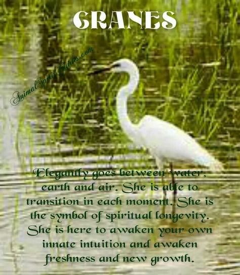 Crane Meaning, Spirit Animal Meaning, Animal Meanings, Animal Spirit Guide, Animal Spirit Guides, Animal Guides, Animal Spirit, Animal Symbolism, Spirit Guide