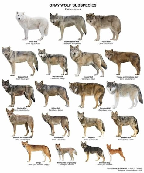 Gray wolf subspecies chart Types Of Wolves, Grey Wolves, Animal Infographic, Gray Wolf, Wolf Spirit Animal, Wolf Pictures, Wolf Spirit, Princeton University, Animal Species