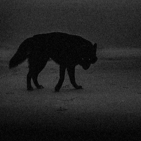 Wolf Walking, Werewolf Aesthetic, Arte Obscura, Black Wolf, Wolf Dog, A Wolf, Arte Fantasy, Character Aesthetic, Black Dog