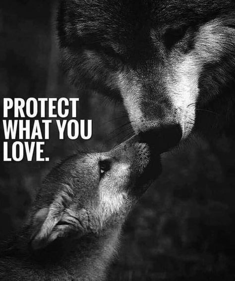 Wolf Pack Quotes, Lone Wolf Quotes, Tattoo Wolf, Texas Tattoos, Motivational Inspirational Quotes, Daily Quotes Positive, Wolf Quotes, Wolf Love, She Wolf