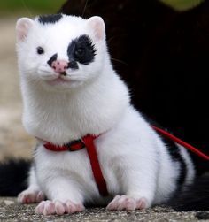 White Ferret, Ferrets Care, Baby Ferrets, Funny Ferrets, Pet Ferret, Cute Ferrets, Unusual Animals, Animal Photos, Exotic Pets