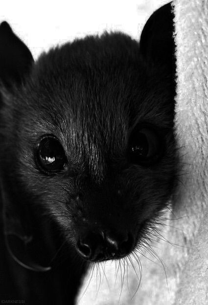 Bat Face, Fox Bat, Cute Bats, Flying Fox, Fruit Bat, Baby Bats, Cute Bat, Pretty Animals, Silly Animals