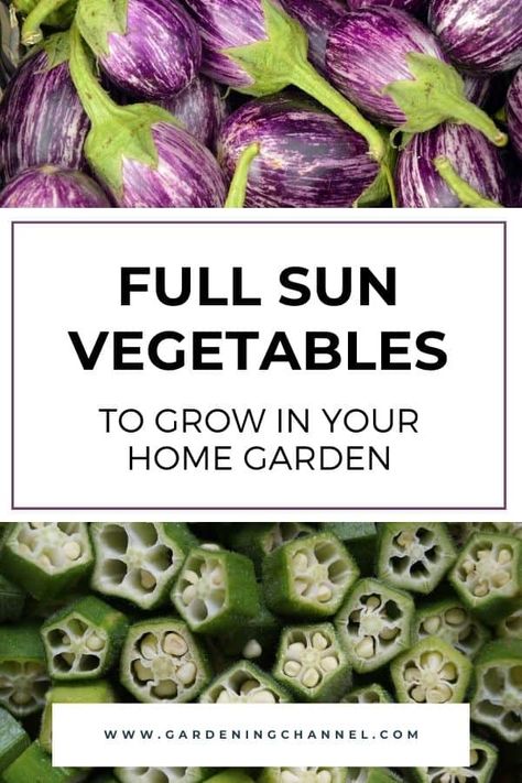 Full Sun Vegetables, Full Sun Garden, Vegetables To Grow, Vegetable Garden Planner, Gardening Guide, Garden Magic, Grow Vegetables, Sun Garden, Garden Veggies