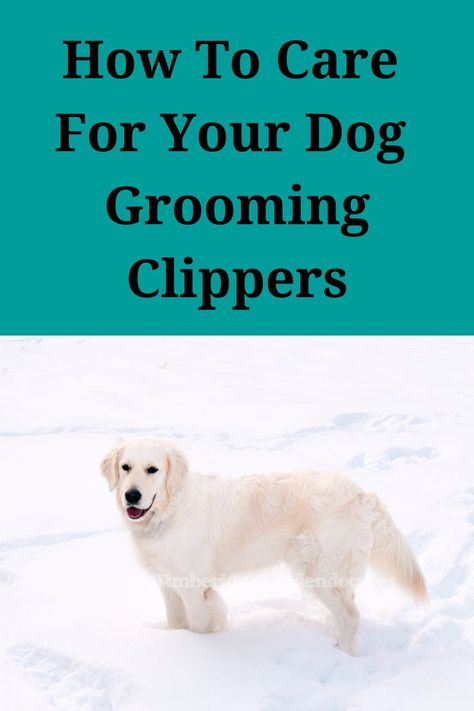 Pictured is a fluffy Goldendoodle in the snow. The pup is representing Timberidge Goldendoodles and the image is describing “how to take care of your Goldendoodle clippers”. When it comes to grooming your Goldendoodle having the right quality tools can make all of the difference. Taking care of your clippers and blade is an easy process as it takes very little time. Here are some tips to help keep the process simple. Check out Timberidgegoldendoodles.com for more information. How To Clean Hair Clippers, How To Use Dog Clippers, Clipper Guard Sizes Hair, Puppy Nail Clippers, Puppy 101, Puppy Development, Pet Nail Clippers, Dog Grooming Clippers, Dog Clippers