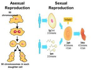 Asexual Reproduction In Animals, Square Mirror Ideas, Asexual Reproduction In Plants, Types Of Asexual Reproduction, Reproduction In Plants, Asexual Reproduction, Vegetative Reproduction, Cell Forms, Mid Term