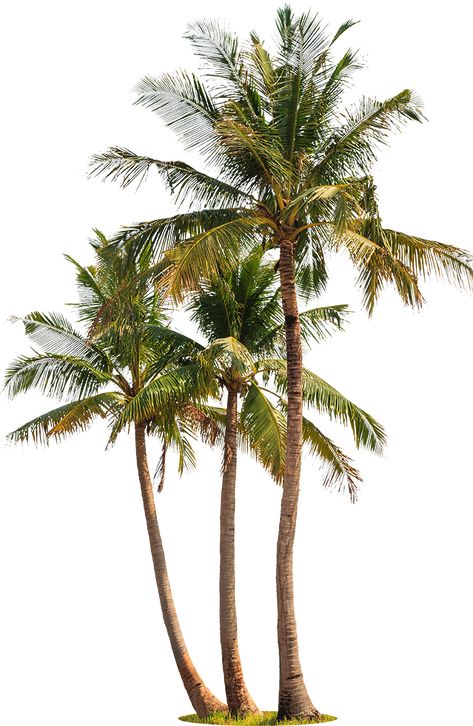 Palm Tree Cutout, Trees Entourage Architecture, Tree Render, Palm Background, Palm Tree Png, Landscape Architecture Graphics, Tree Photoshop, Tropical Trees, Panoramic Art