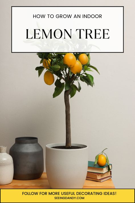 Want to add a creative and functional conversation piece to your home decor? Learn how easy it is to grow your own Meyer lemon tree indoors. Enjoy the freshness of home-grown lemons all year round, regardless of where you live. Plus, it's a surprisingly simple way to skip the grocery store line when it comes to buying lemons! Lemon Tree Indoors, Meyer Lemon Tree Care, Growing Lemons, Indoor Lemon Tree, Meyer Lemon Tree, Fun Home Decor, Citrus Plant, Growing Fruit Trees, Orange Plant