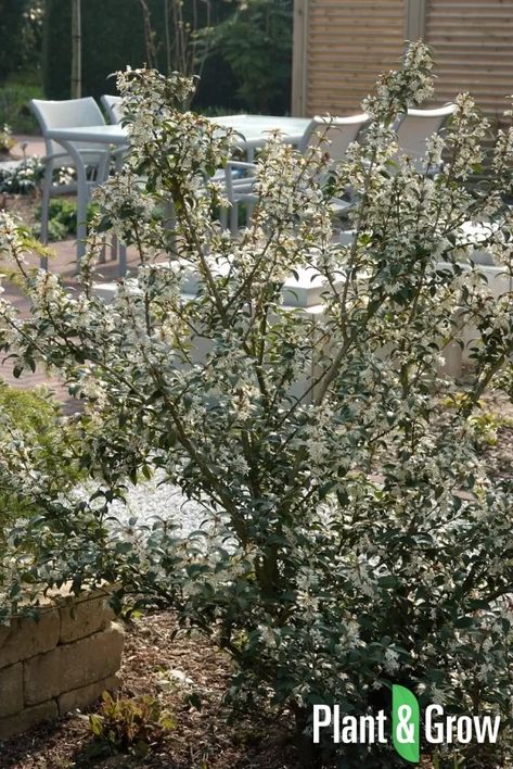 Osmanthus burkwoodii | Schijnhulst Osmanthus Burkwoodii, Plants