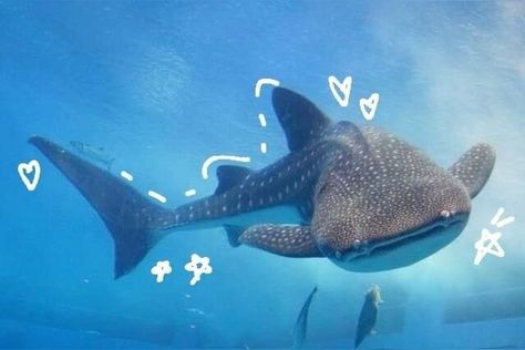 Shark Background, Cool Sea Creatures, Basking Shark, Shark Photos, Shark Pictures, Shark Art, Tiger Shark, Cute Whales, Cute Shark