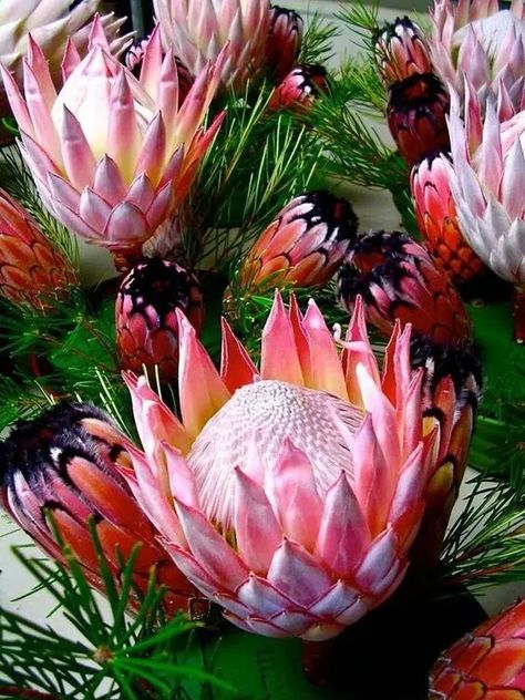 Protea Drawing, Protea Art, Australian Flowers, Protea Flower, Australian Native Flowers, Australian Plants, Australian Native Plants, The Secret Garden, Hawaiian Flowers