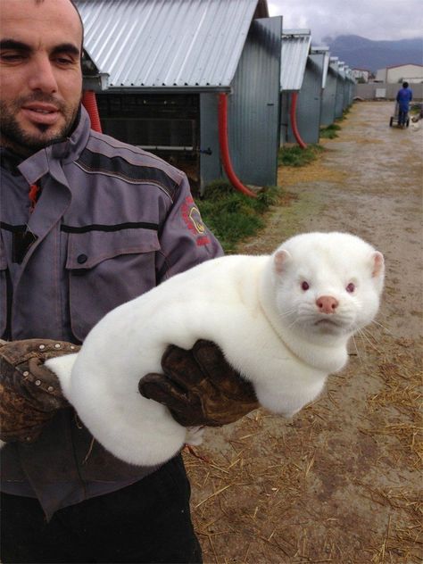 Albino Otter, White Otter, Fat Animals, Cute Ferrets, Albino Animals, Pretty Animals, Silly Animals, Fluffy Animals, Cute Creatures