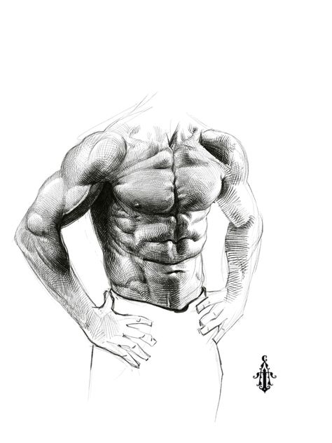 Muscle Drawing, Male Body Drawing, Male Figure Drawing, Human Anatomy Drawing, Human Figure Drawing, Human Anatomy Art, Anatomy Sketches, Body Reference Drawing, Figure Sketching