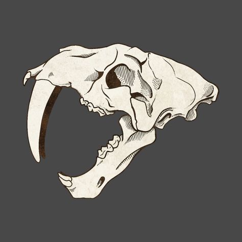 Sabertooth Tiger Skull Tattoo, Animal Skull Sketch, Smilodon Tattoo, Saber Tooth Skull, Sabertooth Tiger Skull, Smilodon Skull, Sabertooth Skull, Sabertooth Tiger, Tiger Skull