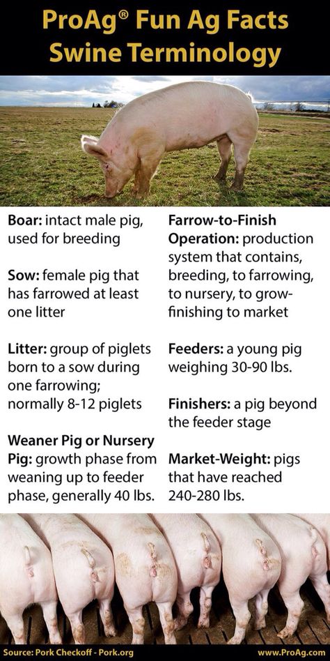 Pig Terms Showing Pigs, 4h Livestock, Agriculture Facts, Agriculture Teacher, Agriculture Science, Farm Pigs, Ag In The Classroom, Ag Classroom, Vet Science