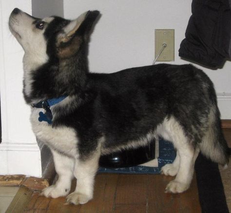 Corky/huskidor (Corgi/husky mix) The Bloodhound Gang, Corgi Husky Mix, Carla Diaz, Corgi Mix, Image Chat, Husky Mix, A Husky, Mixed Breed Dogs, Mixed Breed