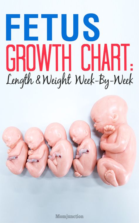 Growth Chart: Length And Weight Of The Fetus Week By Week Pregnancy Growth Chart, Fetal Growth Chart, Baby Week By Week, Pregnancy Development, Pregnancy Chart, Prenatal Development, Baby In Womb, 24 Weeks Pregnant, Baby Growth Chart