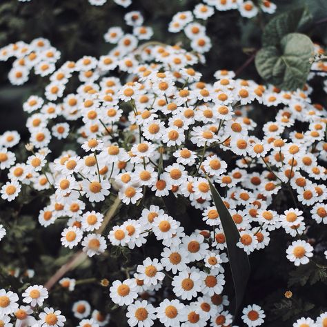 Sayda Jaycee Jaycee Core, Cute Simple Wallpapers, Simple Wallpapers, Photo Inspiration, Daisy, Wallpapers, Collage, Plants, Flowers