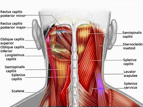 [Figure, Posterior neck muscles. Image courtesy S Bhimji MD] - StatPearls - NCBI Bookshelf Neck Muscle Anatomy, Muscle Roller Stick, Neck Anatomy, Anatomy Muscles, Muscles Of The Neck, Sports Physical Therapy, Neck Muscles, Muscle Roller, Muscle Anatomy