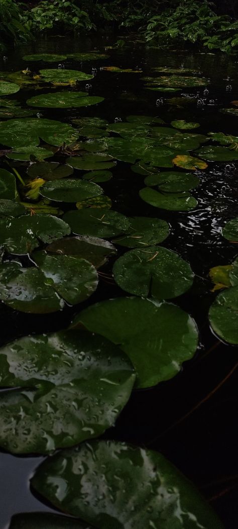 Pretty Swamp Aesthetic, Lilypad Wallpaper Aesthetic, Pond Aesthetic Wallpaper, Rainy Aesthetic Wallpapers, Relaxing Wallpaper Aesthetic, Rainy Forest Wallpaper, Lily Pad Wallpaper, Swamp Wallpaper, Rainy Ocean