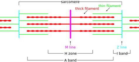 Sarcomere diagram Sarcomere Diagram, Human Physiology, Castle Drawing, Similarities And Differences, Line Chart, Muscles, Castle, University, Science